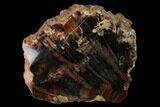 Red/Black, Polished Petrified Wood (Araucarioxylon) - Arizona #165982-1